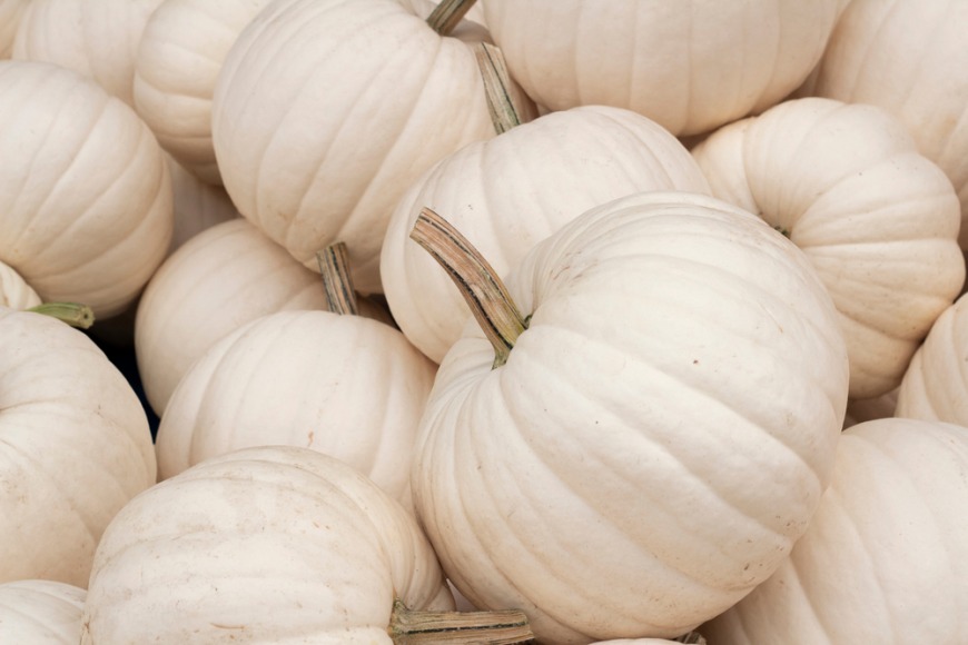 Where to get white pumpkins in Dubai Where to buy white pumpkins in Dubai
